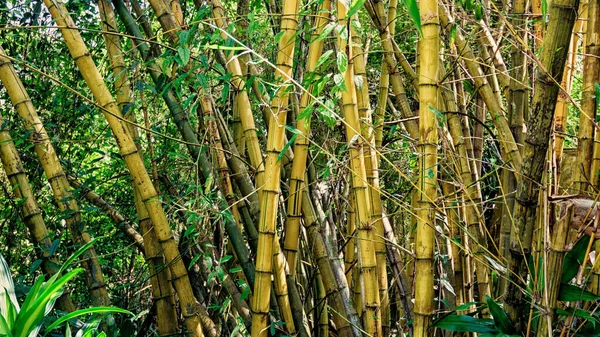 Gula Bambustammar Parken — Stockfoto