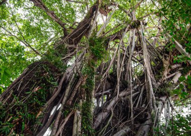 Eski bir Banyan ağacının tacı, Phuket, Tayland.