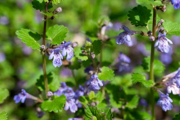 Fleurs Violettes Glechoma Hederacea Dans Jardin Gros Plan — Photo