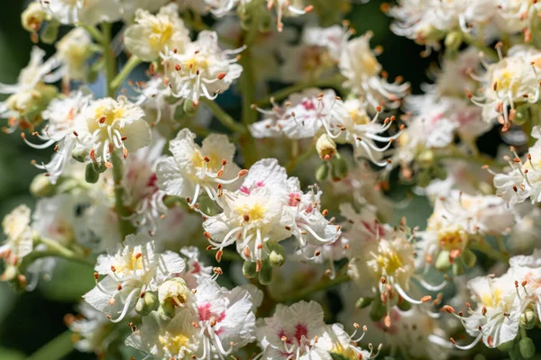 关闭开花结果的栗子的白色花朵 — 图库照片