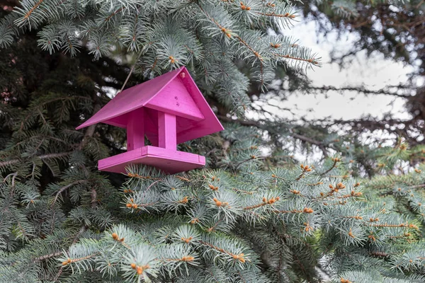 Una Casa Uccelli Sui Rami Abete Rosso Blu Focus Selettivo — Foto Stock