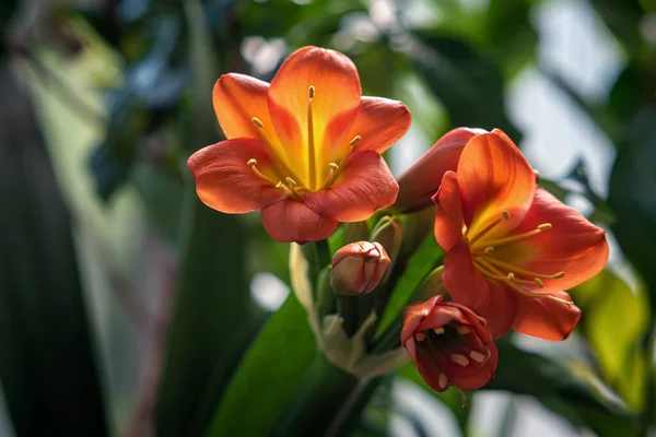 Leuchtend Orangefarbene Clivia Blüht Frühling — Stockfoto
