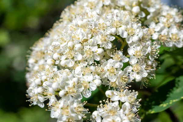 White Flowering Red Mountain Ash Garden Close — Stock Photo, Image