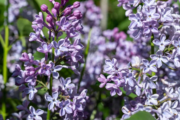 Lila Púrpura Floreciendo Jardín — Foto de Stock