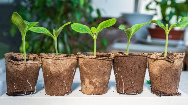 Karton kaplarda kabak fideleri.