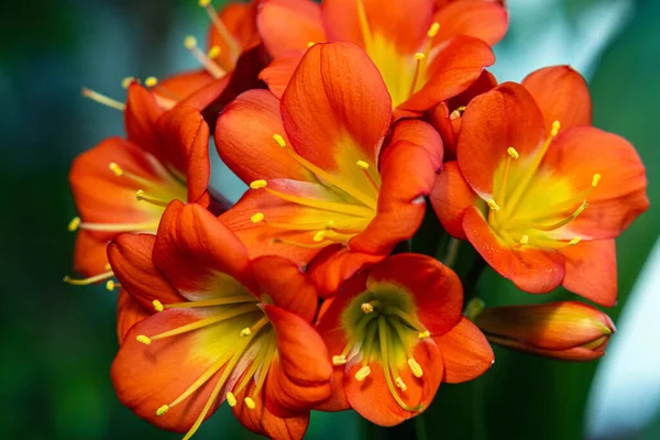 Leuchtend Rote Und Gelbe Blüten Von Clivia Selektiver Fokus — Stockfoto