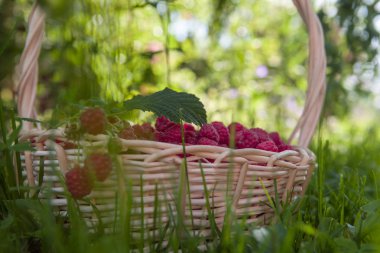 Olgun tatlı ahududu kase sepet üzerinde