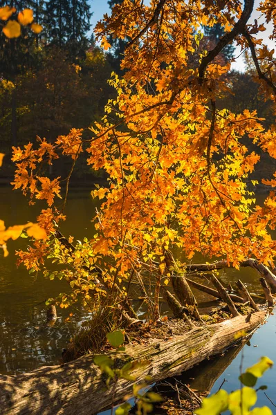 Beauotiful renkli sonbahar — Stok fotoğraf