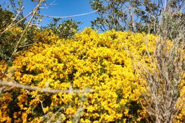 Mallorca adasının bu güzel renklerinin tadını çıkarın, Akdeniz 'de, İspanya' da.