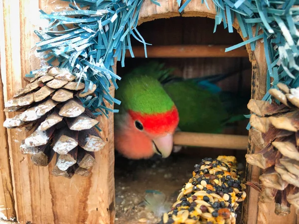 Červená Zelená Láska Pták Jíst Uvnitř Klece — Stock fotografie