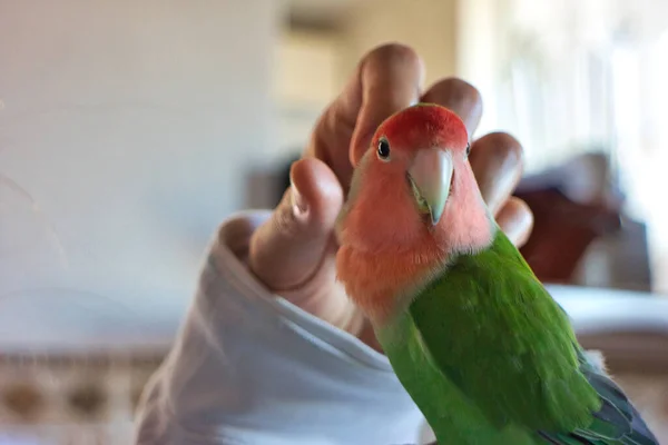 Schöner Liebesvogel Auf Dem Arm Eines Mädchens Das Mit Einer — Stockfoto