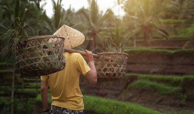Güneydoğu Asyalıların yaşam tarzı Vietnam kırsalında. Pirinç tarlalarında bir çiftçi. Ubud, Bali, Endonezya 'da Rice Terrace