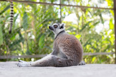 PHU QUOC, VİETNAM - 11 Mart 2019: Lemur VinPearl Safari Parkı