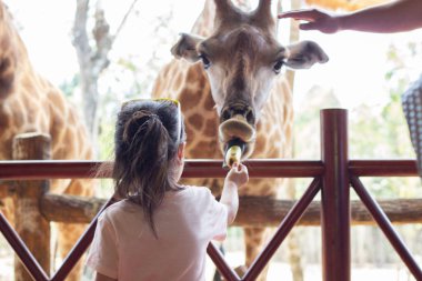 PHU QUOC, VİETNAM - 11 Mart 2019: Vininci Safari hayvanat bahçesi parkında zürafa besleyen Asyalı tatlı kız bebek, yaz tatili seyahati, aile hayatı konsepti.