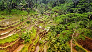 Ubud, Bali 'deki teraslı pirinç tarlasının yukarıdan görünüşü