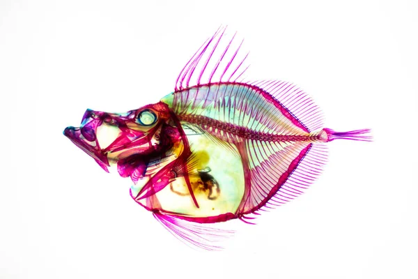 Transparent Skeleton Fish Multi Colored Fishes White Background Site Nature — Stock Photo, Image