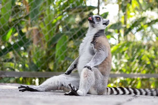 Phu Quoc Vietnam Marzo 2019 Lemur Nel Parco Safari Vinpearl — Foto Stock