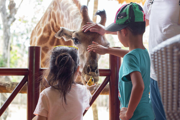 PHU QUOC, VIETNAM - MARCH 11, 2019: Asian cute baby girl and boy feeding giraffe in Vinpearl Safari zoo park, summer vacation holiday travel, family life style concept.