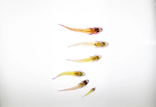 Poisson Squelette Transparent Poissons Multicolores Sur Fond Blanc Site Sur — Photo