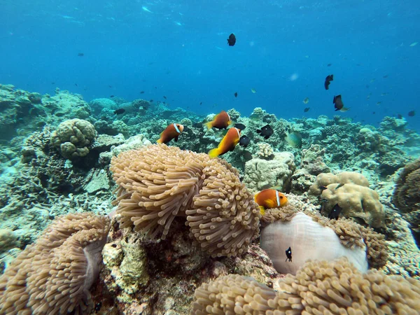 Underwater photography. Fishes in corals. Blue sea wilderness, world ocean, amazing underwater