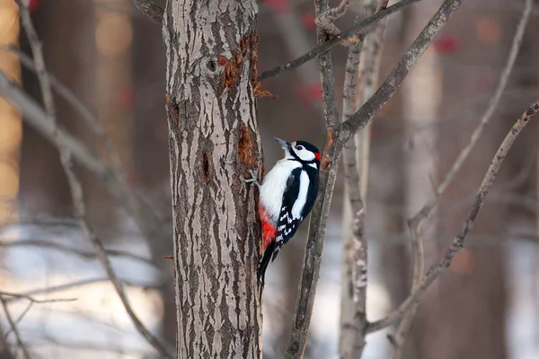 Большой Пятнистый Дятел Dendrocopos Major Самец Дереве — стоковое фото