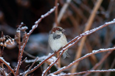 Erkek Serçesi (Passer domesticus) bir dal üzerinde
