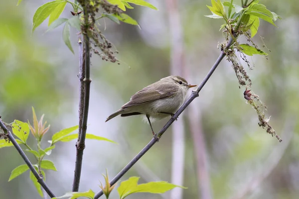 Зеленоногая Камышовка Phylloscopus Trochiloides Ветке — стоковое фото