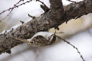 Bir karaçam dalında yaygın ağaç bakıcısı (Certhia familiaris)