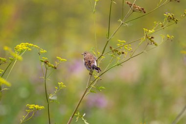 Linnet (Linaria cannabina), Ural, Rusya
