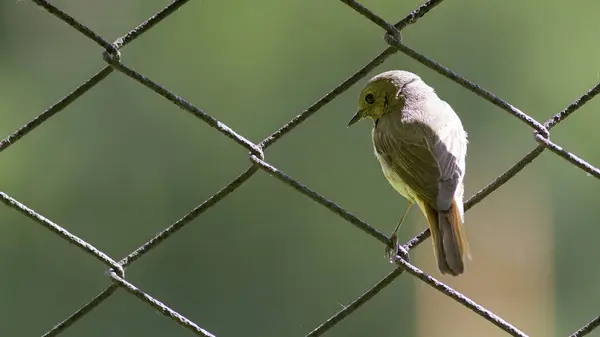 Yaygın Redstart Phoenicurus Phoenicurus Dişisi Bir Tel Örgüde Oturur Arkasını — Stok fotoğraf