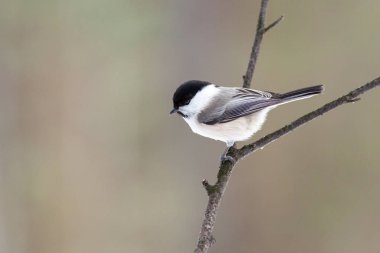 Söğüt baştankara (Parus montanus) dal