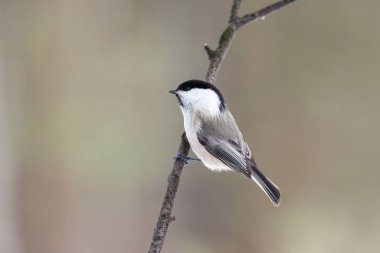 Söğüt baştankara (Parus montanus) dal