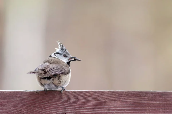 Crested Tit Lophophanes Cristatus Banco Madeira — Fotografia de Stock