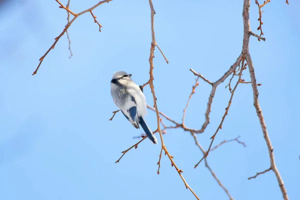 Лазурный Тит Cyanistes Cyanus Ветке — стоковое фото