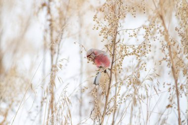 Uzun kuyruklu Rosefinch (Carpodacus sibiricus). Erkek..