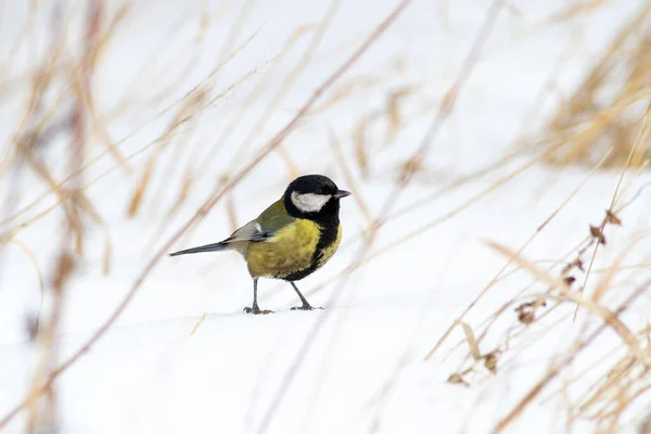 Great Tit Parus Major Snow — стоковое фото