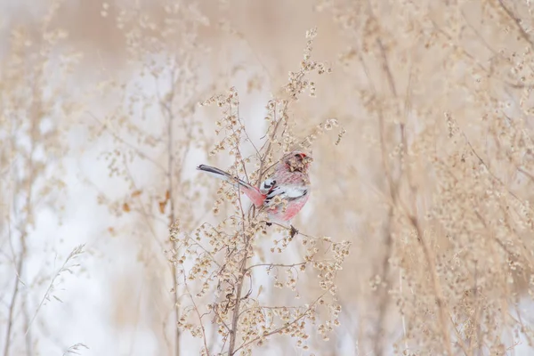 Rosefinch Cauda Longa Carpodacus Sibiricus Homem — Fotografia de Stock