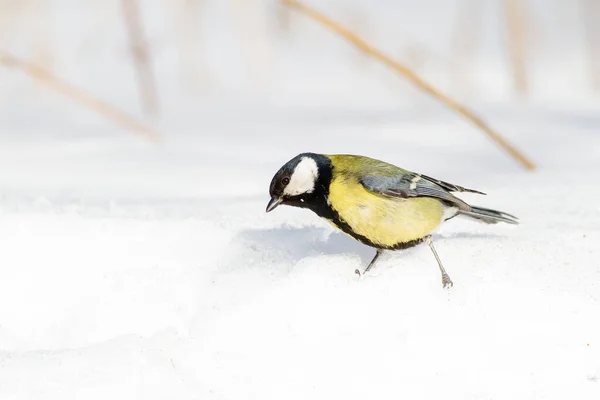 Great Tit Parus Major Snow — стокове фото