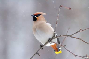 Bohemian Waxwing (Bombycilla garrulus) bir dal üzerinde