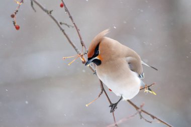Bohemian Waxwing (Bombycilla garrulus) bir dal üzerinde