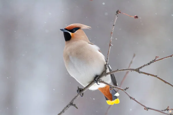 Bohemian Waxwing Bombycilla Garrulus Větvi — Stock fotografie