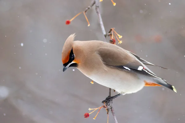 Bohemian Waxwing Bombycilla Garrulus Větvi — Stock fotografie