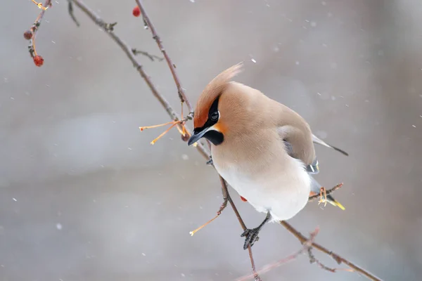 Boemia Waxwing Bombycilla Garrulus Ramură — Fotografie, imagine de stoc