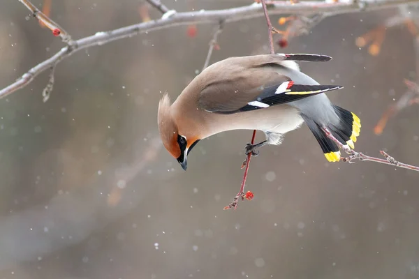 Boemia Waxwing Bombycilla Garrulus Ramură — Fotografie, imagine de stoc