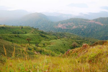 Manzara dağ ve doğa ile bulut, yeşil orman ve büyük dağ yürüyüş insanların ormanda hangi keyfin yerinde tatil ve şehir hayatında bulamadım.