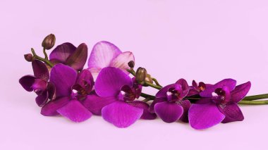Çiçek aranjmanı - parlak arka planda orchises 