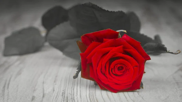 Red rose on black old boards — Stock Photo, Image