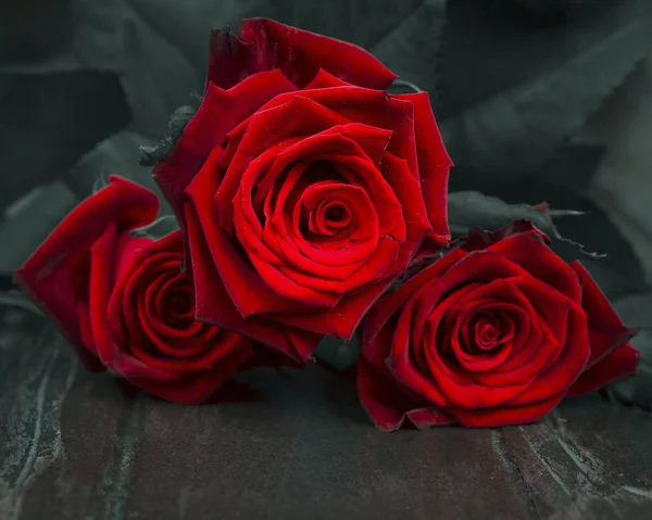 Red rose on black old boards — Stock Photo, Image