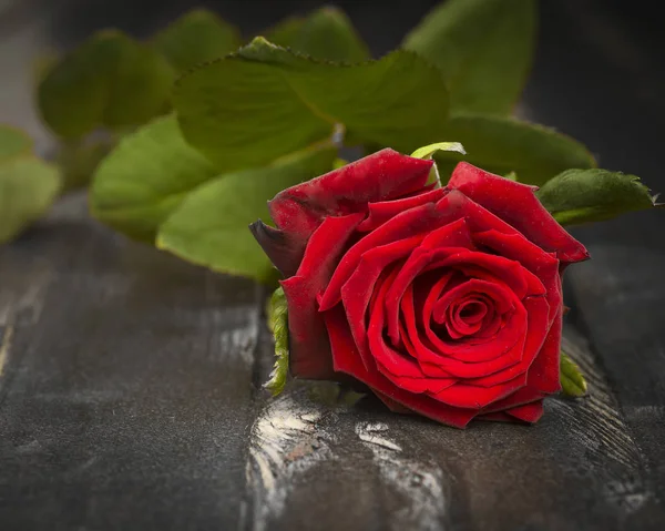 Red rose on black old boards — Stock Photo, Image