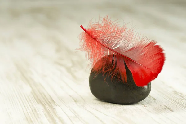 Röd fjäder på svarta stenar — Stockfoto